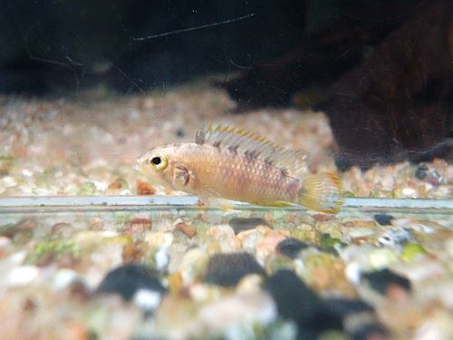 アピスト　バエンスヒ　サンマルティン　ペア　２０２５年１１月１１日入荷