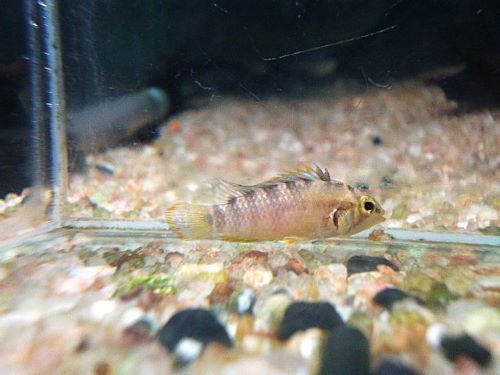 バエンスヒ（インカ）