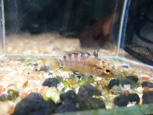 バエンスヒ（インカ）