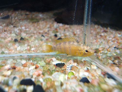 バエンスヒ（インカ）