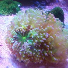 タコアシサンゴ茎メタグリーン/パープルトップ　２０２５年１１月２３日撮影　