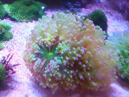 タコアシサンゴ茎メタグリーン/パープルトップ　２０２５年１１月２３日撮影　