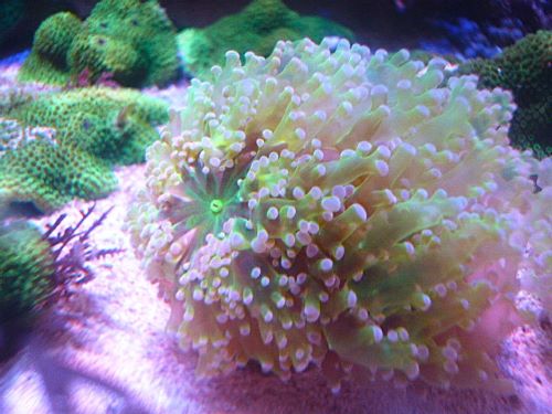 タコアシサンゴ
