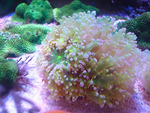 タコアシサンゴ