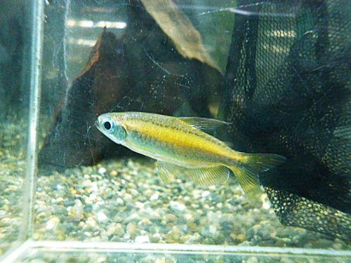 ゴールデンコンゴテトラ