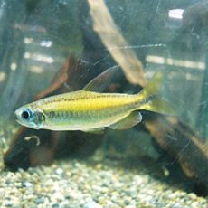 ゴールデンコンゴテトラ　２０２５年１１月１８日入荷