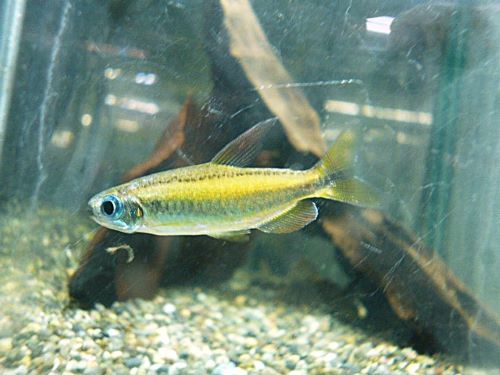 ゴールデンコンゴテトラ　２０２５年１１月１８日入荷