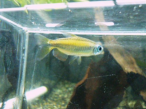 ゴールデンコンゴテトラ