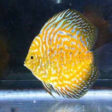 ポルカドットイエローラフレシアディスカス③２０２５年１０月４日入荷