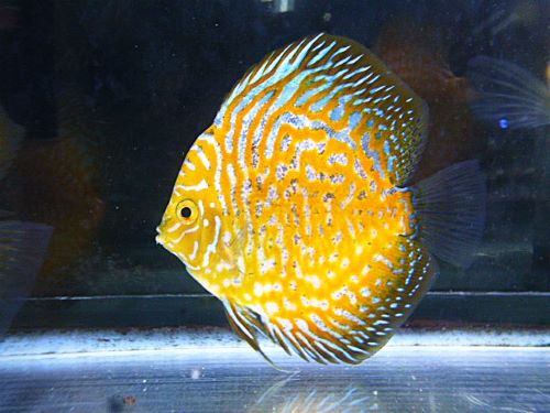 ポルカドットイエローラフレシアディスカス③２０２５年１０月４日入荷