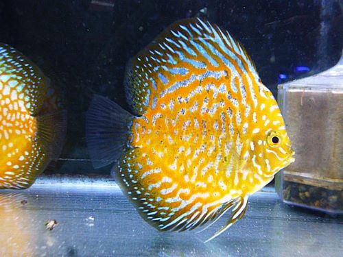 ポルカドットイエローラフレシアディスカス③2025年10月4日入荷 ポルカドットイエローラフレシア・ディスカス