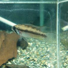 スペシャルプライス５匹目！　アピスト　ブライトビンデン　ペア