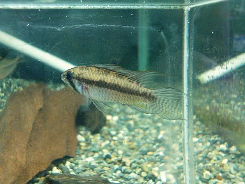 スペシャルプライス５匹目！　アピスト　ブライトビンデン　ペア