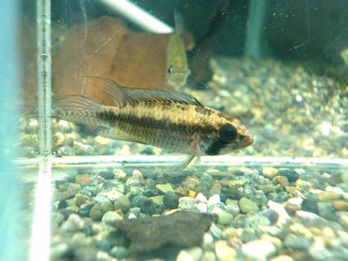 ブライトビンデン