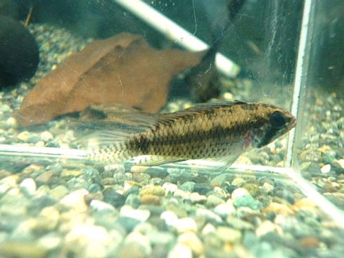 ブライトビンデン