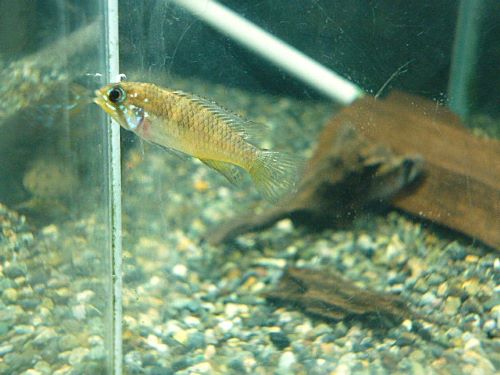 ブライトビンデン