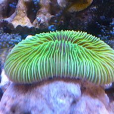 ゾウリイシ　メタリックグリーン　２０２５年１１月２４日撮影