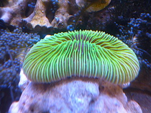 ゾウリイシ　メタリックグリーン　２０２５年１１月２４日撮影