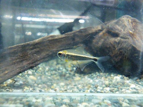 カイアポーテトラ