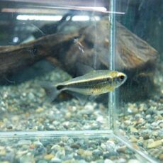 カイアポーテトラ　２０２５年１１月１５日入荷