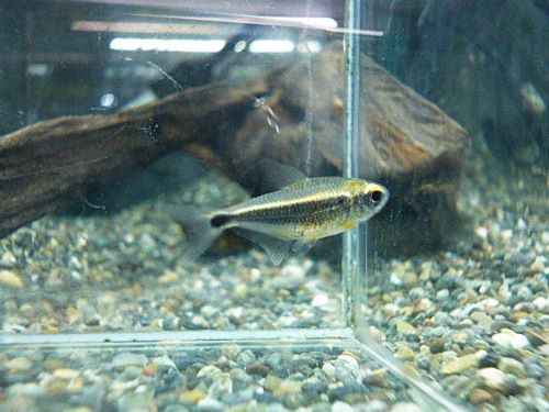 カイアポーテトラ　２０２５年１１月１５日入荷