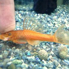 スーパーレッドブッシープレコ　２０２５年１１月１８日入荷