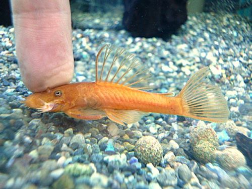 スーパーレッドブッシープレコ　２０２５年１１月１８日入荷