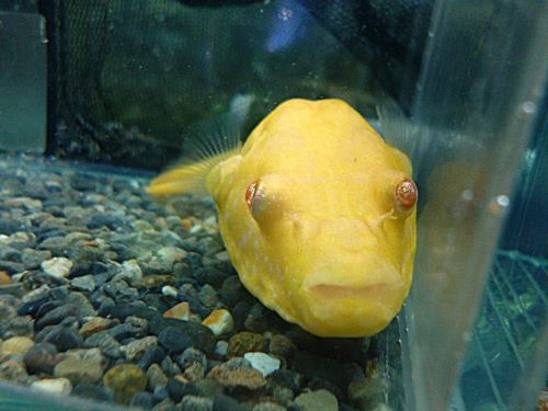 テトラオドン　スバッティ