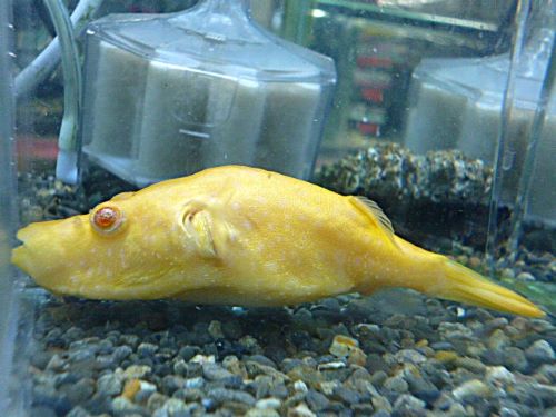 テトラオドン　スバッティ