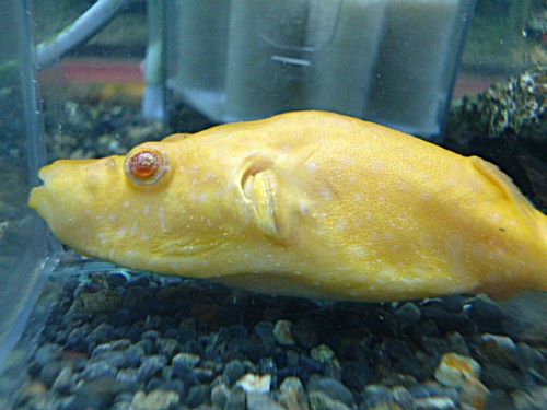 テトラオドン　スバッティ