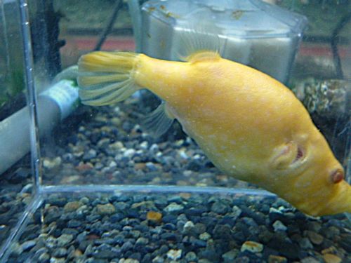 テトラオドン　スバッティ