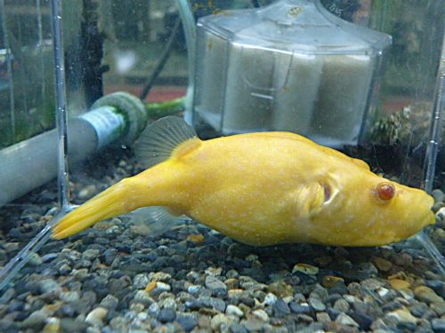 スペシャルプライス６匹目！！！アルビノテトラオドンスバッティ　