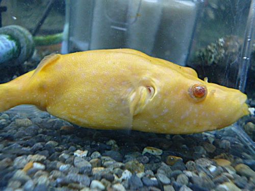 テトラオドン　スバッティ