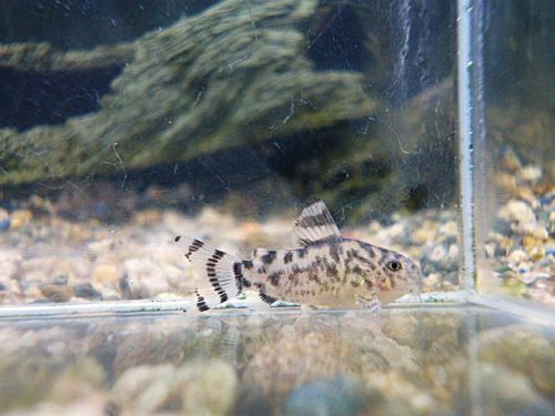 コリドラス　ゼブリーナ