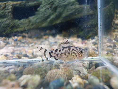 コリドラス　ゼブリーナ