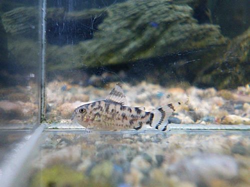 コリドラス　ゼブリーナ