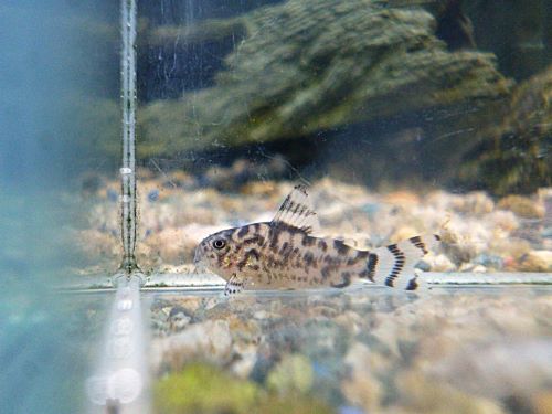 コリドラス　ゼブリーナＣＷ１１１　①　２０２５年１１月２２日入荷