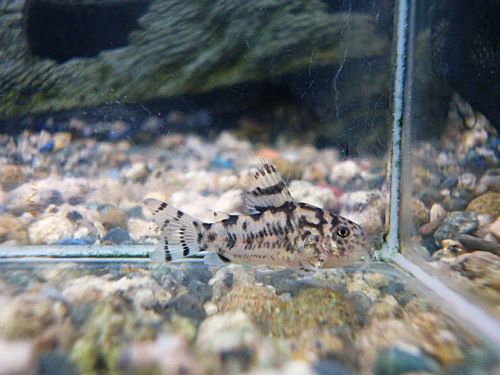 コリドラス　ゼブリーナ