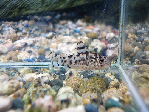 コリドラス　ゼブリーナ