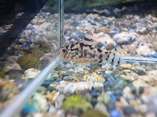 コリドラス　ゼブリーナＣＷ１１１　２０２５年１１月２２日入荷