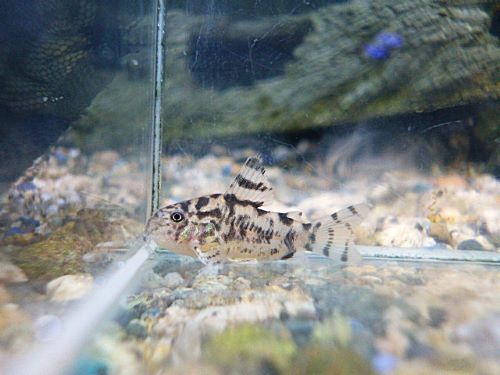 コリドラス　ゼブリーナ