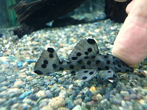 グレイトリムプレコ