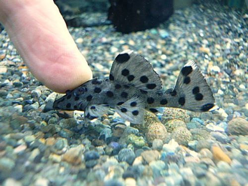 グレイトリムプレコ①　２０２５年１１月２２日入荷