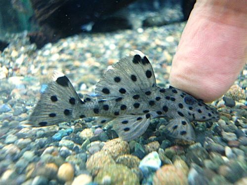 グレイトリムプレコ