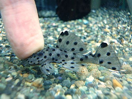 グレイトリムプレコ②　２０２５年１１月２２日入荷