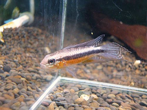 アピスト　エリザベサエ　スーパーレッド　ペア　２０２５年１１月２２日入荷