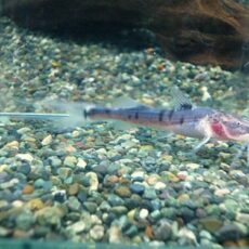 ゼブラキャット　約７ｃｍ　２０２５年１１月２２日入荷