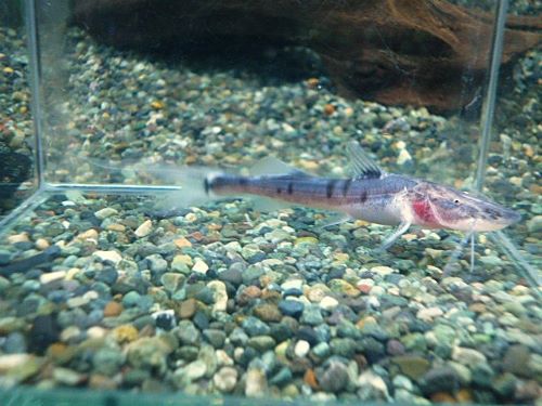 ゼブラキャット　約７ｃｍ　２０２５年１１月２２日入荷