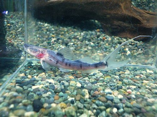 ゼブラキャット