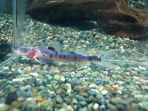 ゼブラキャット